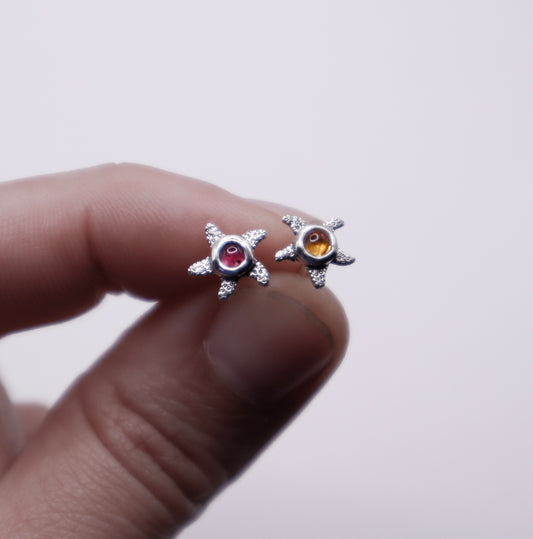 Arito Fauna Estrellas de Mar